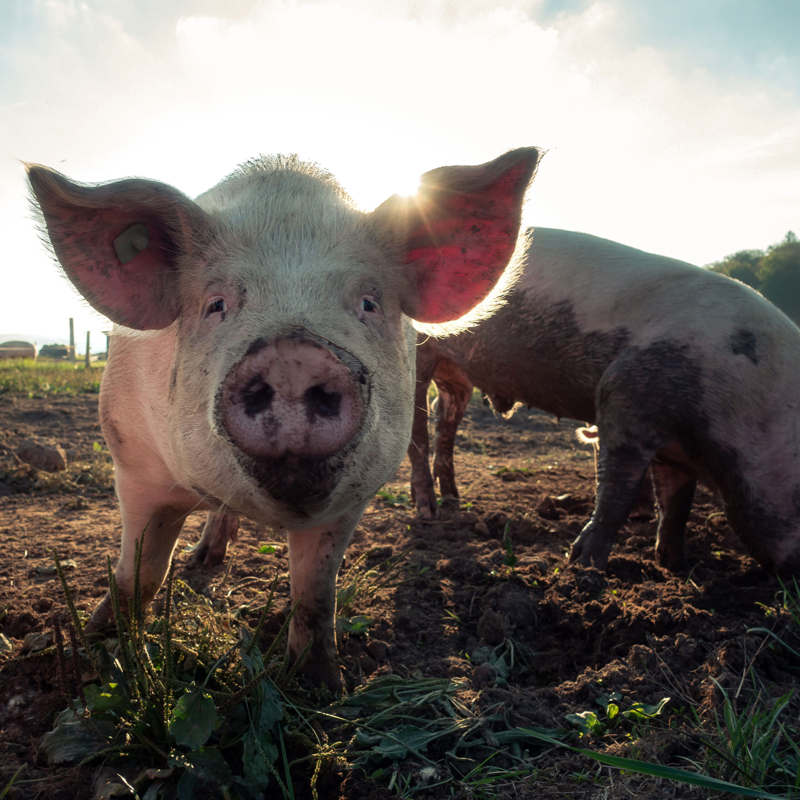 ¿Cómo evitar la triquinosis?