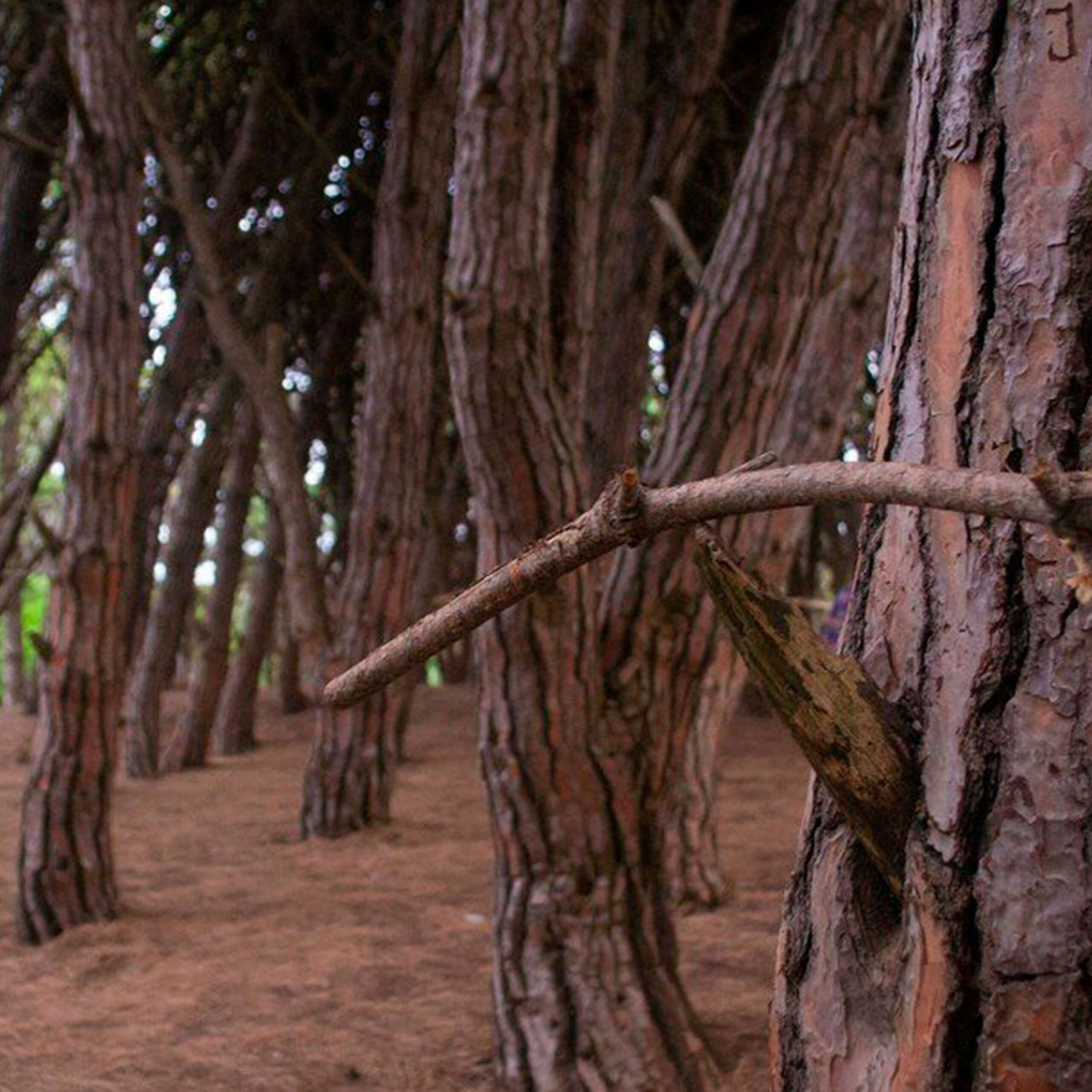 Cómo es el Bosque Energético de Miramar