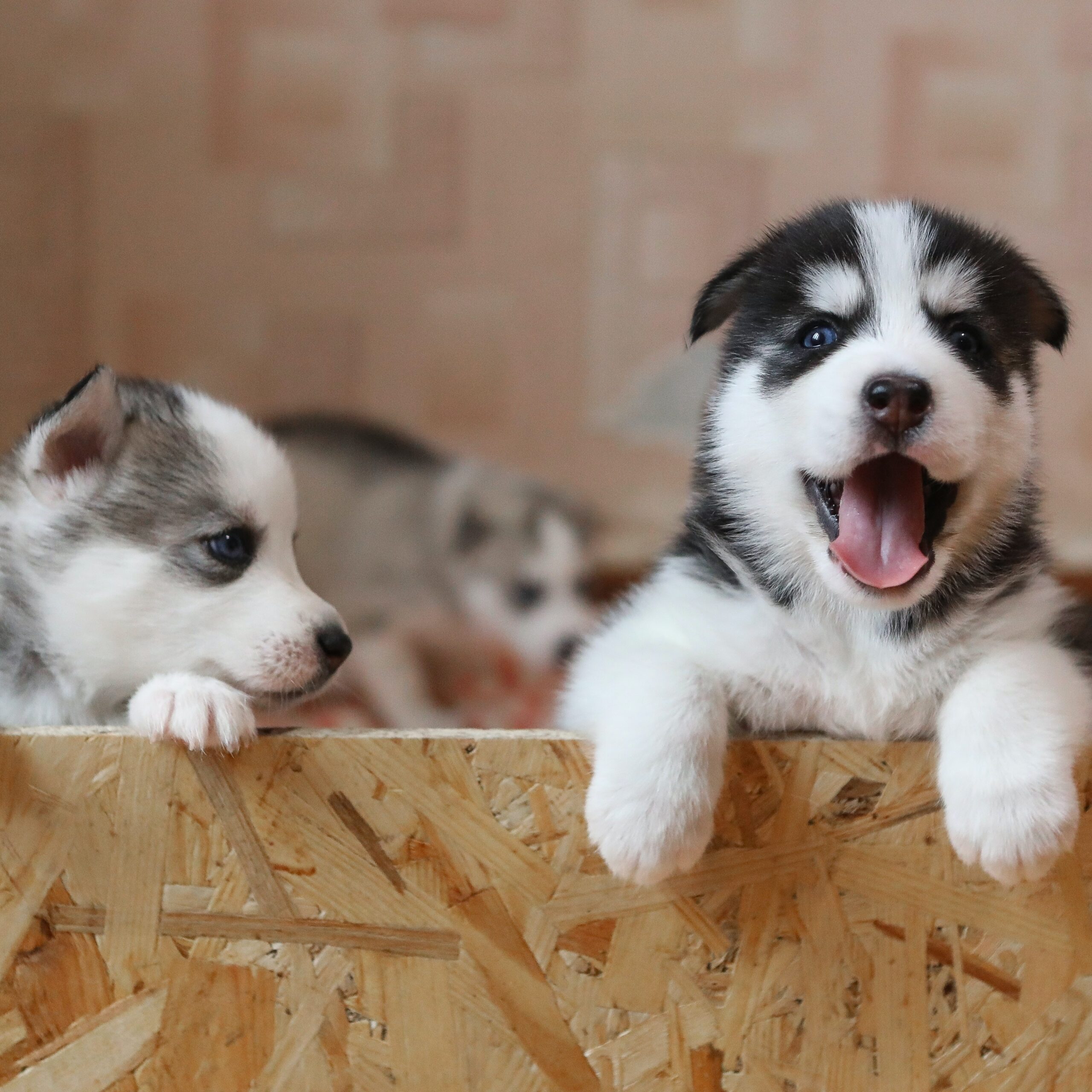 Adopción de mascotas: entre la alegría y la responsabilidad