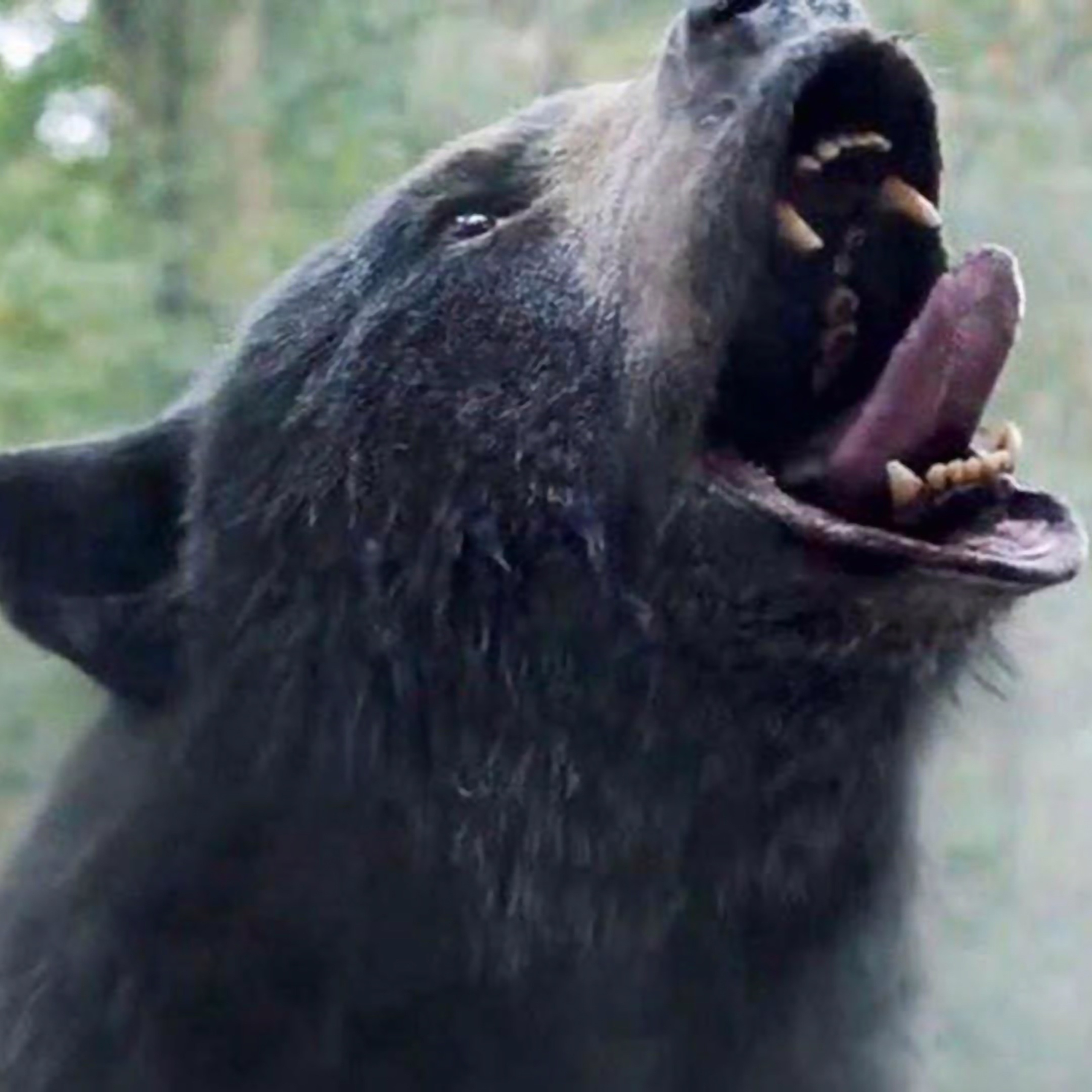 La historia detrás de Cocaine Bear
