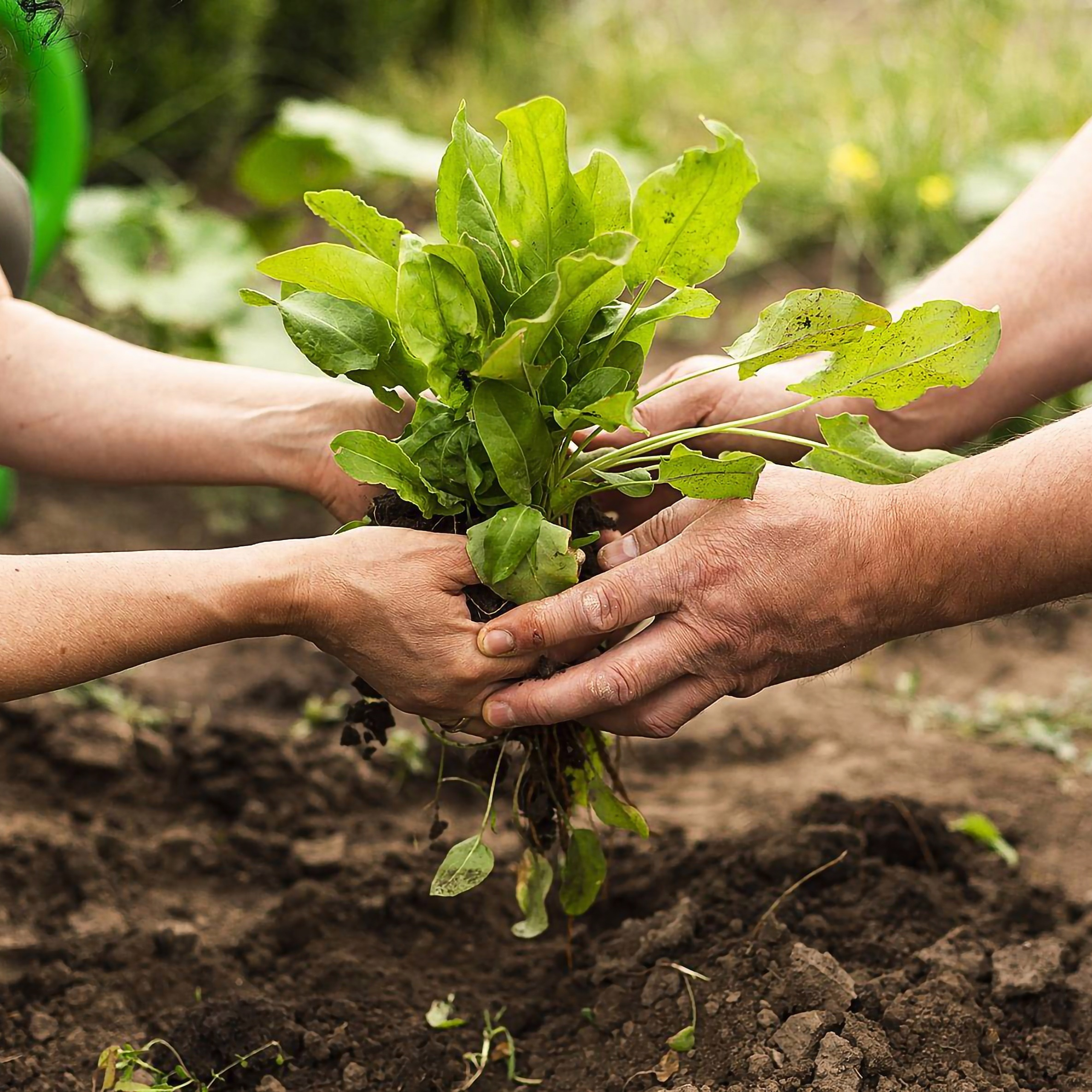 ¿Es rentable la producción agroecológica?