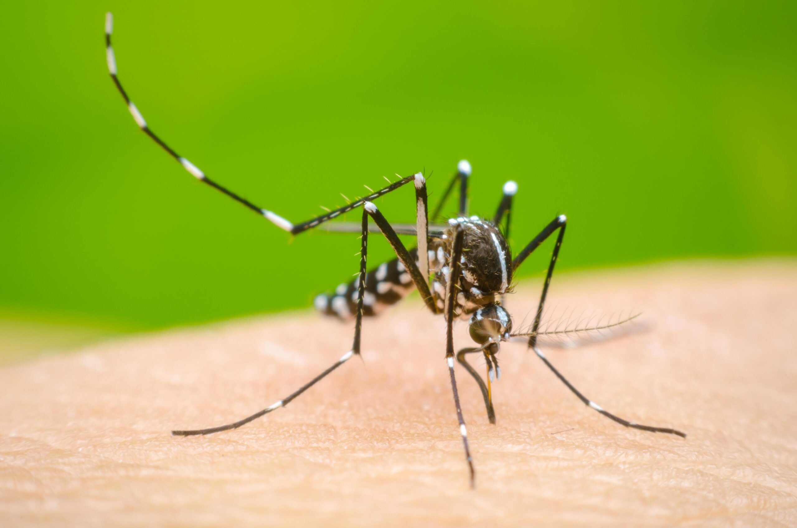 Epidemia dengue: cómo actuar cuando tenemos la enfermedad y qué son las plaquetas