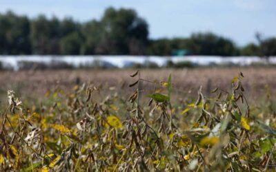 Agroexportadores argentinos liquidaron USD 2.073 millones en enero, un 36% más que en 2023