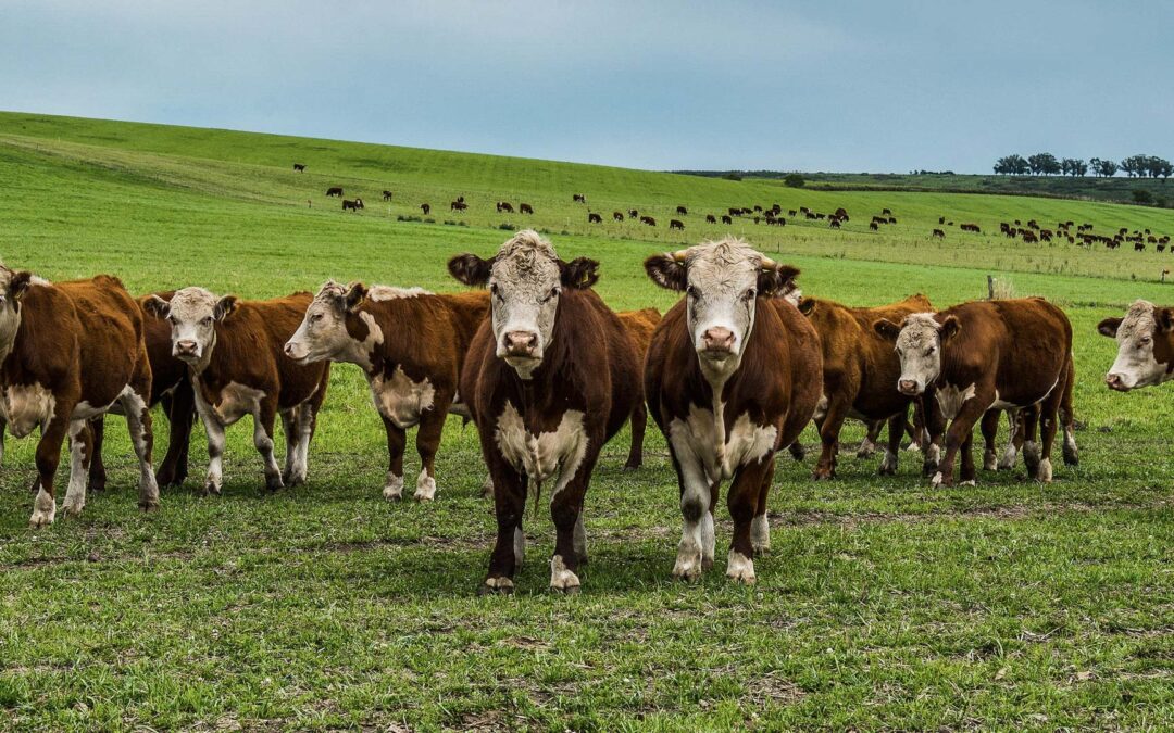 El Gobierno elimina restricciones a la exportación de ganado vacuno en pie
